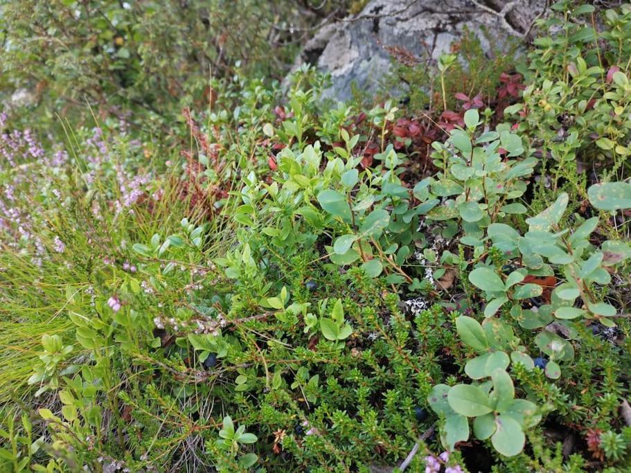 Na Er Vinteren Kommet Til Hallingdal Ол Экстерьер фото